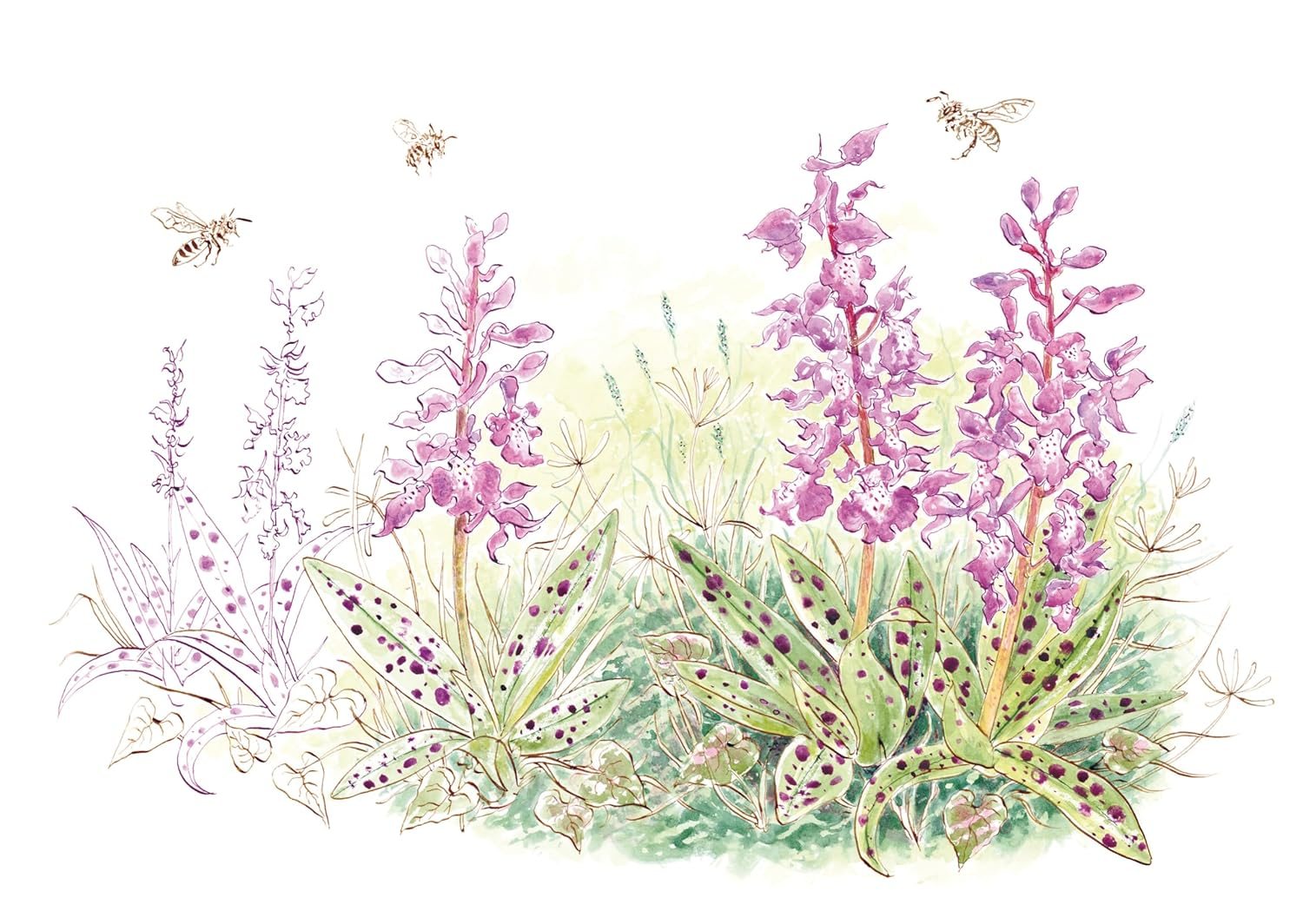 A Wildflower Year