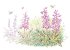 A Wildflower Year