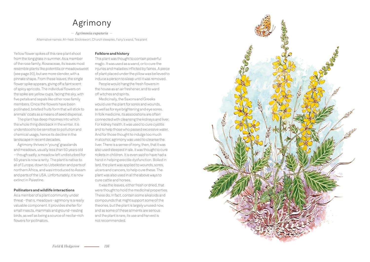A Wildflower Year