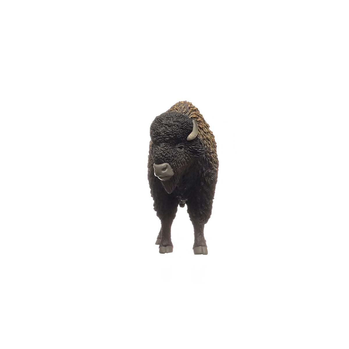 Bison
