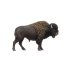 Bison