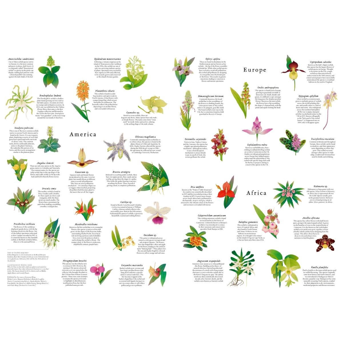 Around The World In 50 Orchids 1000 Piece Jigsaw Puzzle