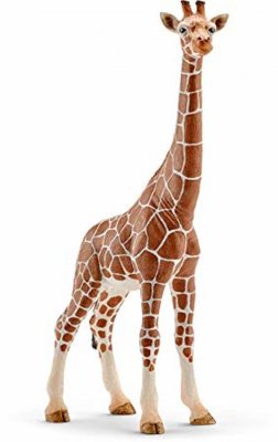 Giraffe, Female
