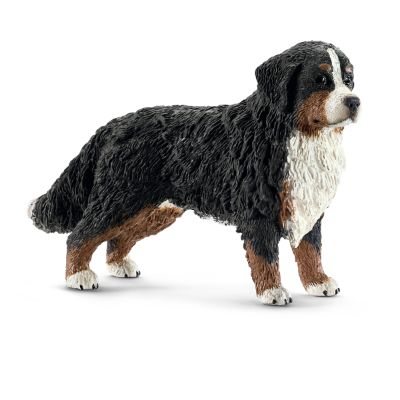 Bernese Mountain Dog, Female