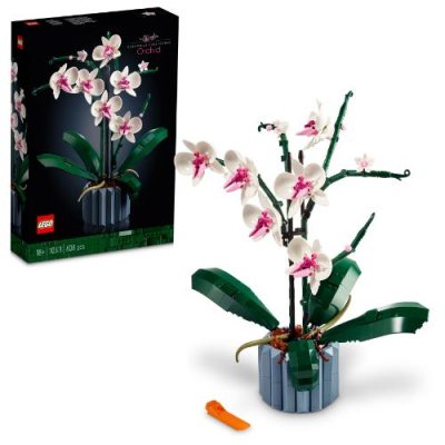 Orchid