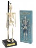 Rex London Build your own anatomical skeleton model
